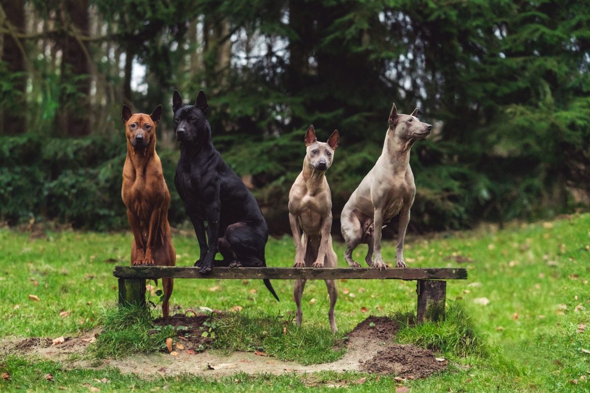 4 Honden op een bankje